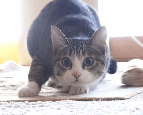i0851576304.gif