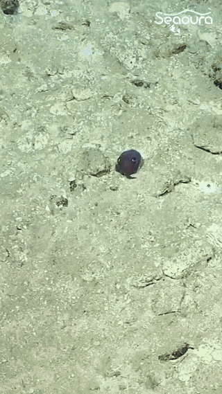 i0946083021.gif
